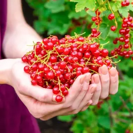 porzeczka-czerwona-detvan-krzew-sadzonki-w-doniczkach