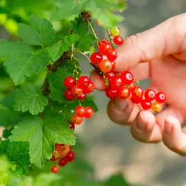 porzeczka-czerwona-rolan-krzew-sadzonki-w-doniczkach