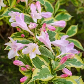 krzewuszka-kosteriana-variegata-zolto-zielona-rozowe-kwiaty-sadzonki-p9