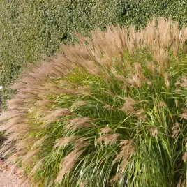 miskant-chinski-adagio-zwarta-niewysoka-odmiana-sadzonki-w-doniczkach-3l