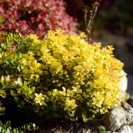 berberys-thunberga-goldalita-zolta-miniatura-kulisty-pokroj-c2