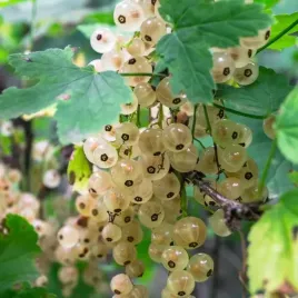 porzeczka-biala-z-juterbog-sadzonki-w-doniczkach