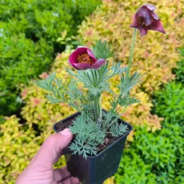 sasanka-zwyczajna-dark-red-czerwona-sadzonki-w-doniczkach-p9