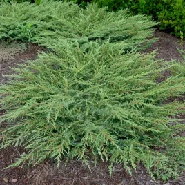 jalowiec-pospolity-green-carpet-zielony-dywan-na-ubogie-gleby-sadzonki-p9