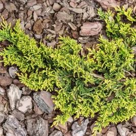 jalowiec-plozacy-golden-carpet-zlocisty-dywan-c3