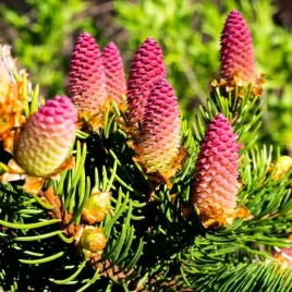 swierk-pospolity-acrocona-piekne-czerwone-szyszki-sadzonki-w-doniczkach-c3