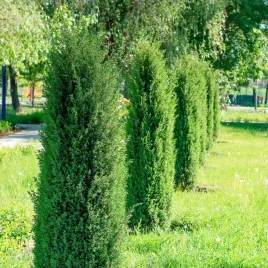 jalowiec-pospolity-hibernica-waski-kolumnowy-na-zywoplot-sadzonki-c3