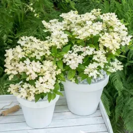 hortensja-bukietowa-polestar-miniatura-do-pojemnikow-duze-sadzonki-3l