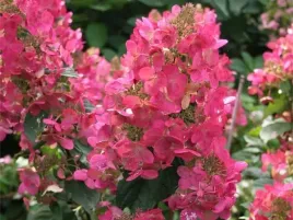 hortensja-bukietowa-magical-flame-ciemnorozowa