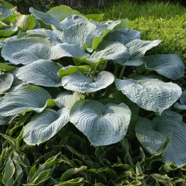 funkia-big-daddy-hosta-niebieska-duza-odmiana-xxl-biale-kwiaty-sadzonki-p13