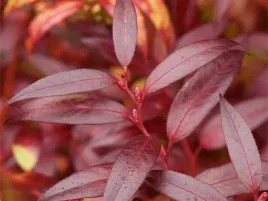 kiscien-japonski-royal-ruby-czerwony-zimozielony-do-cienia-sadzonki-p9