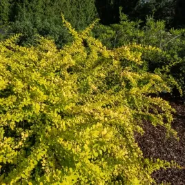 berberys-thunberga-golden-carpet-zolty-okrywowy-na-skarpy-niewysoki-p9