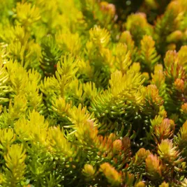 rozchodnik-oscisty-aureus-zolty-na-skalniak-p9