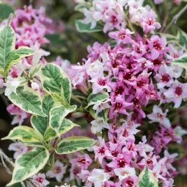 krzewuszka-nana-variegata-weigela-rozowy-kwiat-obrzezone-liscie-sadzonki-p9