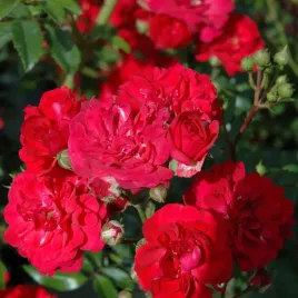 roza-okrywowa-red-fairy-czerwona-na-rabaty-obficie-kwitnie-sadzonki-c2