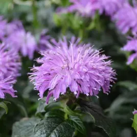 pysznoglowka-ogrodowa-sugar-buzz-blue-moon-monarda-niebieska-sadzonki-1l