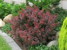 berberys-atropurpurea-nana-bordowa-miniatura-c2