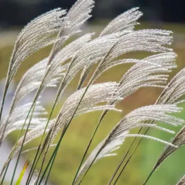 miskant-chinski-silberfeder-srebrzyste-klosy-wysoka-duze-sadzonki-3l