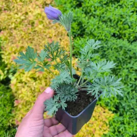 sasanka-zwyczajna-blue-violet-fioletowa-na-skalniak-sadzonki-w-doniczkach