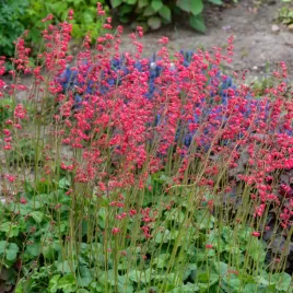 zurawka-krwista-leuchtkafer-sanguinea-jaskrawo-czerwone-kwiaty-sadzonki-1l