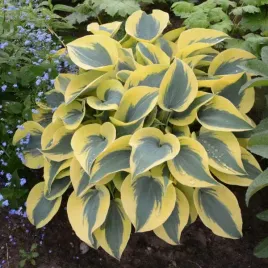 funkia-shadowland-autumn-frost-hosta-do-cienia-na-rabaty-sadzonki-1l