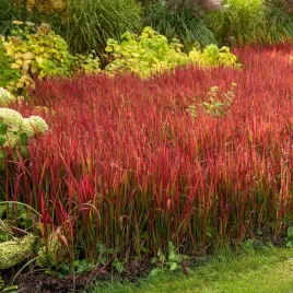 imperata-cylindryczna-red-baron-czerwona-trawa-na-rabaty-sadzonki-c2