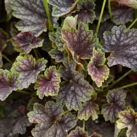 zurawka-beauty-colour-bordowa-niezawodna-bylina-do-cienia-sadzonki-2l