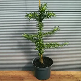kuningamia-chinska-stroigla-cunninghamia-lanceolata-sadzonki-doniczka-3l