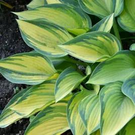 funkia-hosta-june-srednia-m-zolto-niebieska-na-cieniste-rabaty-sadzonki-1l