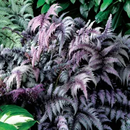 wietlica-japonska-burgundy-lace-srebrzysta-paproc-sadzonki-doniczka-2l