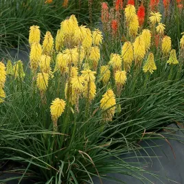 trytoma-poco-yellow-zolta-cytrynowa-kniphofia-kompaktowa-odmiana-sadzonki
