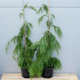 cyprysik-nutkajski-pendula-waski-placzacy-pokroj-szczepiony-duze-sadzonki