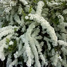 tawula-nipponska-snowmound-kwitnacy-zywoplot-snieznobialy-kwiat-sadzonki-p9