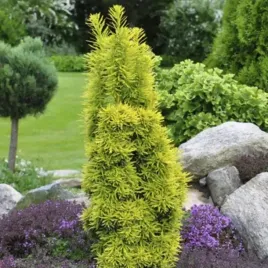 cis-pospolity-david-zolta-kolumna-na-waski-zywoplot-zimozielony