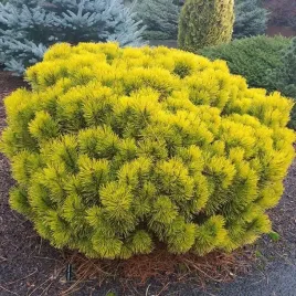 sosna-gorska-kosodrzewina-ophir-zlocista-miniatura-na-skalniak-c3