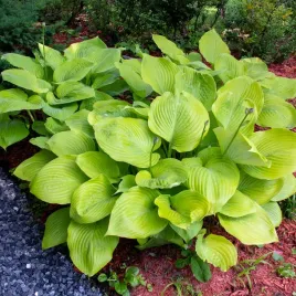 funkia-sum-and-substance-zolta-hosta-duza-xl-sadzonki-w-doniczkach-2l