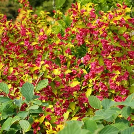 krzewuszka-briant-olympiade-weigela-aurea