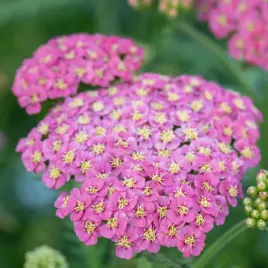 krwawnik-pospolity-skysail-bright-pink-niski-rozowy-sadzonki-p11