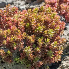 rozchodnik-bialy-coral-carpet-niski-zimozielony-na-skalniak-okrywowy