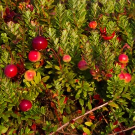 zurawina-wielkoowocowa-early-black-wczesna-odmiana-bardzo-plenna-sadzonki