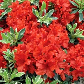 azalia-japonska-girard-s-hot-shot-variegata-czerwona-obrzezone-liscie-1l