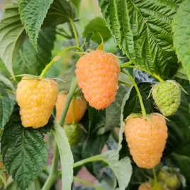 malina-zolta-jantar-powtarzajaca-owocowanie-sadzonki-w-doniczkach-1l