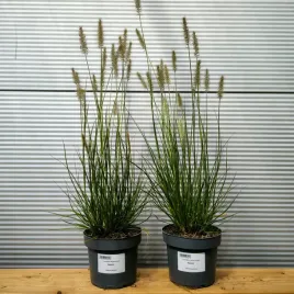rozplenica-japonska-hameln-pennisetum-piorkowka-sadzonki-w-doniczkach-2l