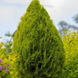 tuja-wschodnia-aurea-nana-zywotnik-platycladus-thuja-biota-sadzonki-p9
