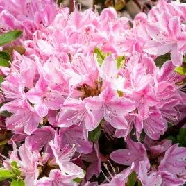 azalia-japonska-kermesina-rose-bialo-rozowa-na-skalniak-sadzonki-p9