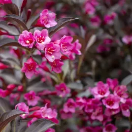 krzewuszka-cudowna-wine-and-roses-alexandra-pbr-bordowa-jak-burak-sadzonki-2l