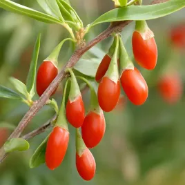 jagody-goji-kolcowoj-pospolity-zdrowe-owoce-sadzonki-w-doniczkach-2l