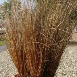 turzyca-buchanana-red-rooster-nowozelandzka-trawa-zimozielona-sadzonki-p9