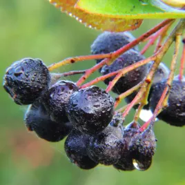 aronia-sliwolistna-viking-odporna-na-soki-przetwory-sadzonki-doniczka-1l
