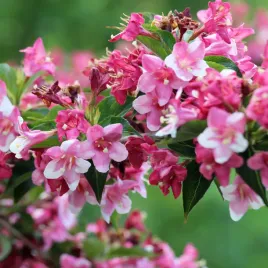 krzewuszka-cudowna-rumba-weigela-rozowa-latwa-w-uprawie-sadzonki-p9